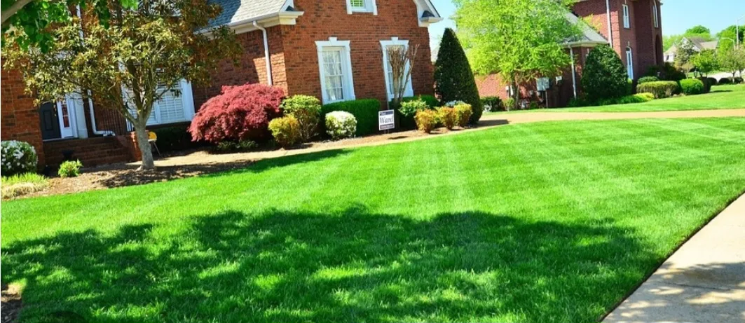 Lawn transformation 2