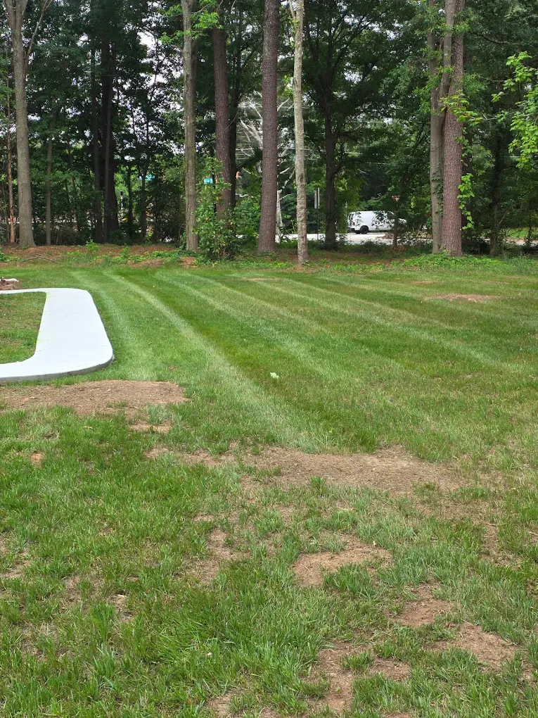 Lawn transformation 5